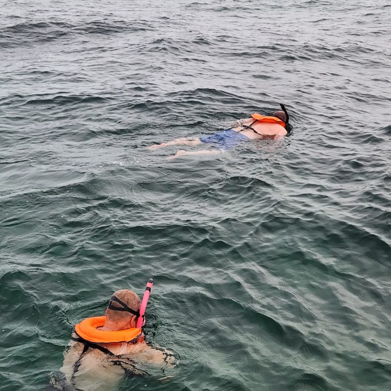 Two snorkelers with orange vests floating face-down in the ocean.
